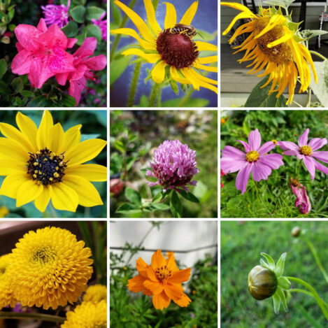 Beauty Everywhere - Flowers