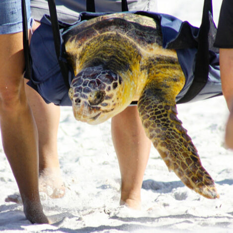 Sea Turtle Release