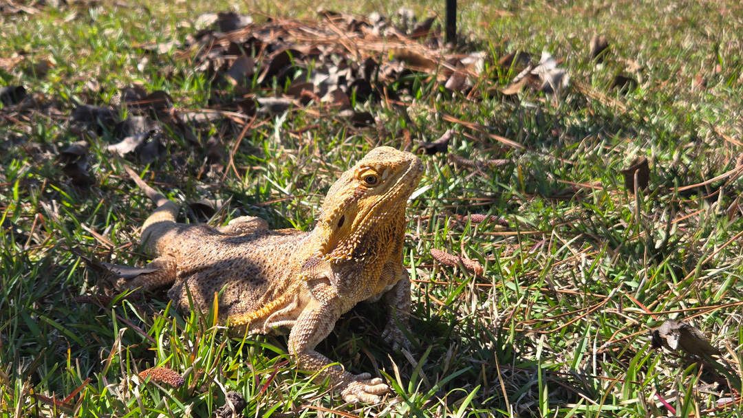 Aztec spending time in the sunshine Aztec spending time in the sunshine
