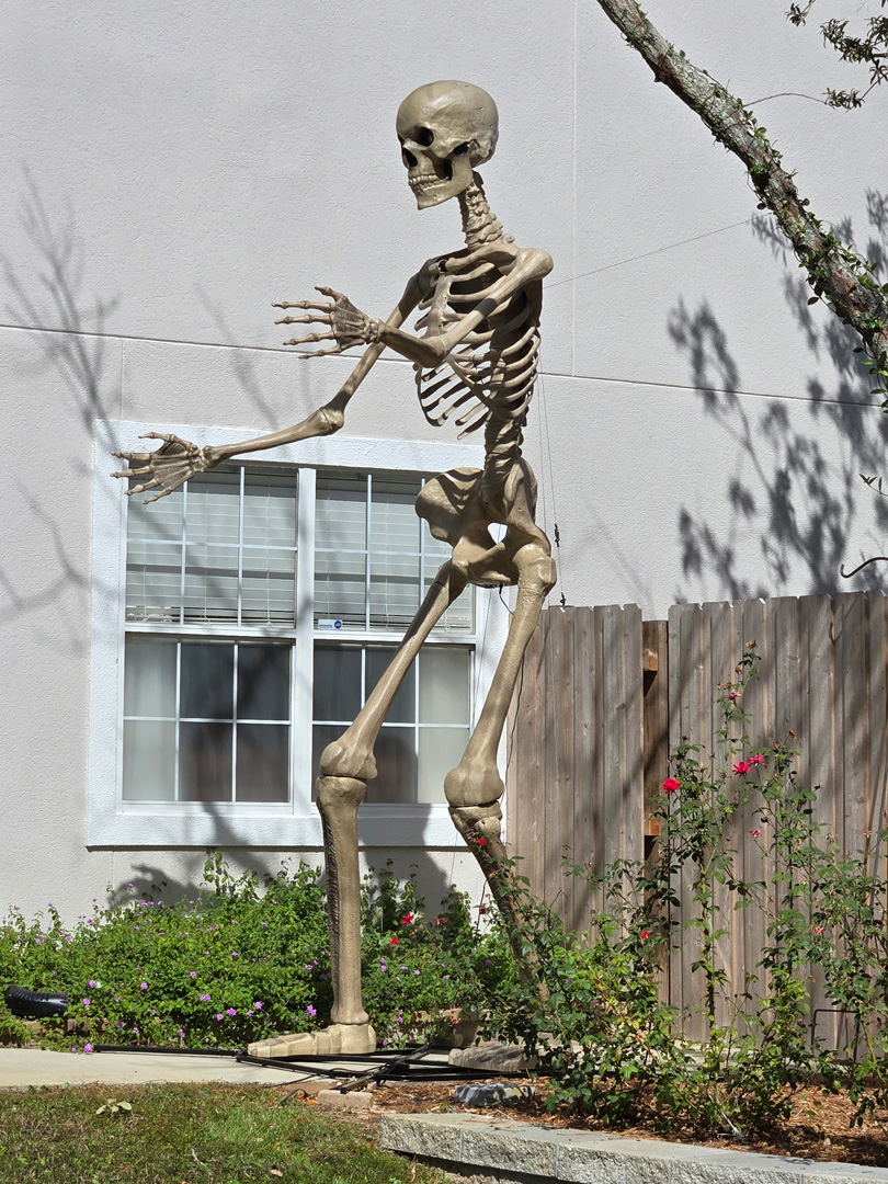 skeleton bones skeleton bones