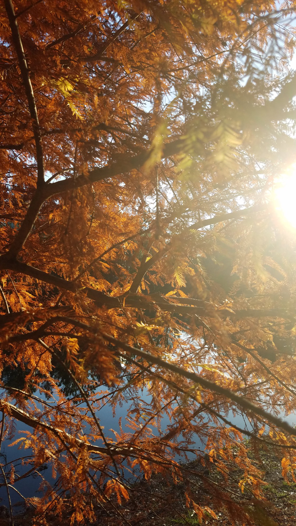 sunlight through the trees sunlight through the trees
