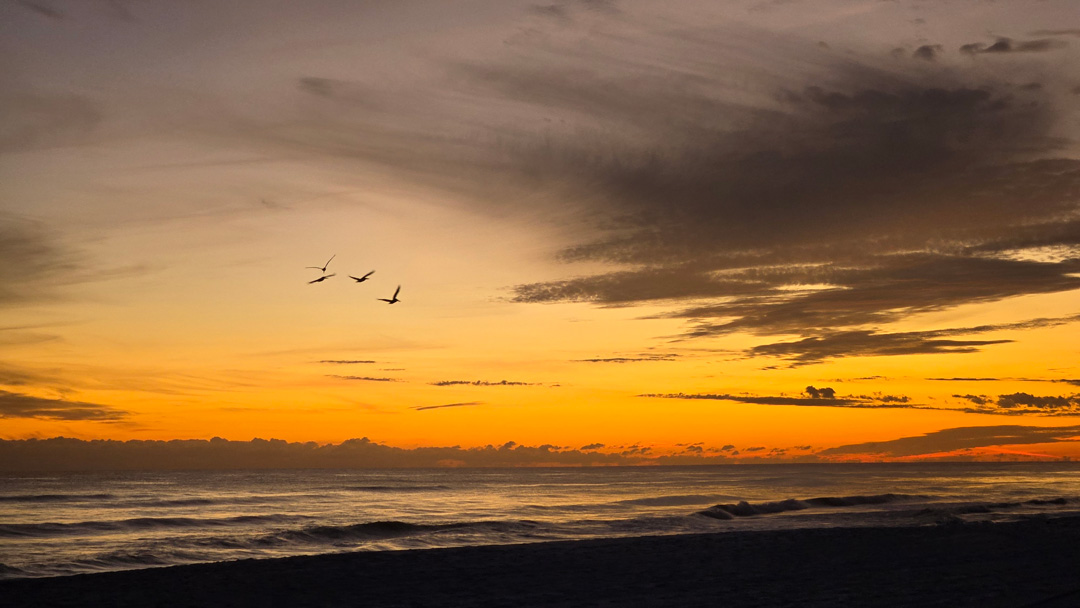 Pelicans in the sunset Pelicans in the sunset