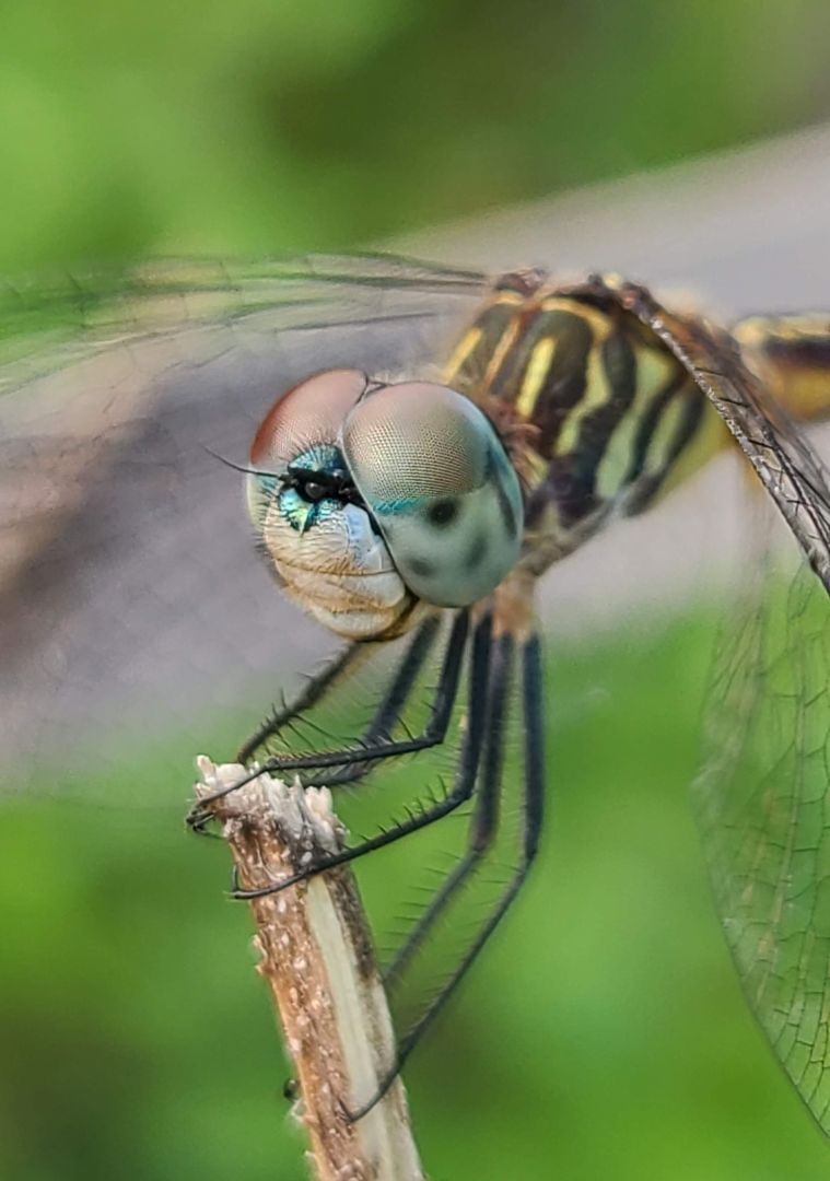 dragonfly eyes