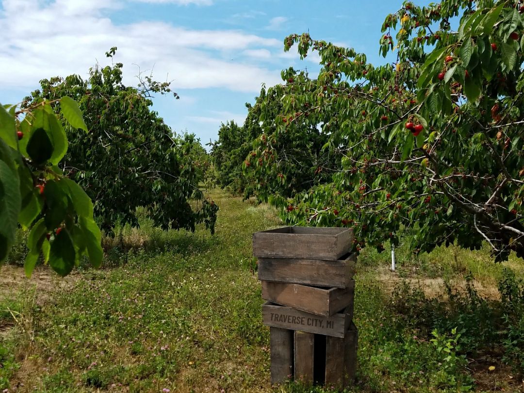 Cherry Orchard
