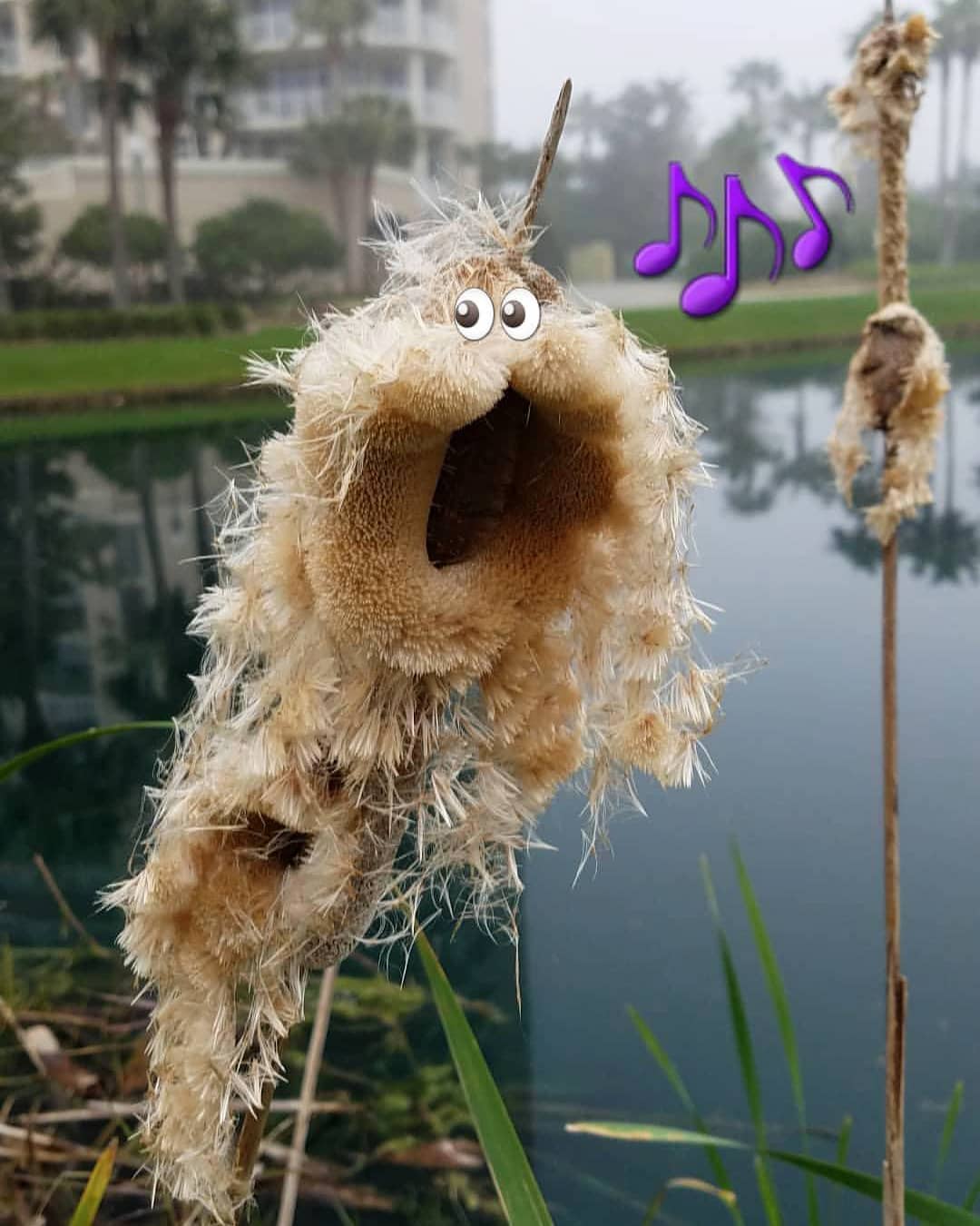 Singing Cattail Singing Cattail
